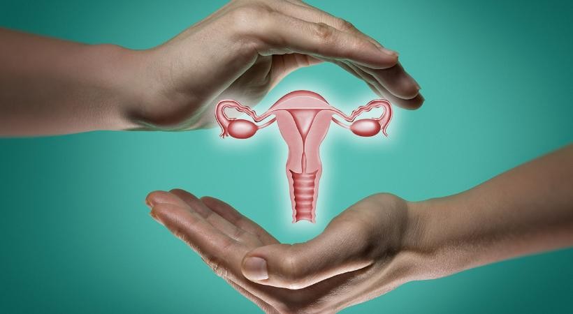 Anatomia e Fisiologia da Mulher